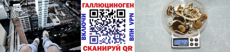 как найти наркотики  Гаджиево  Псилоцибиновые грибы прущие грибы 